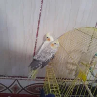 عروس هلندی|پرنده|کرباسک, |دیوار