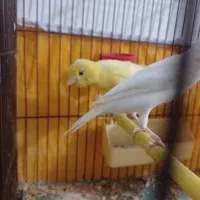 قناری ماده آماده طلایی5تخم