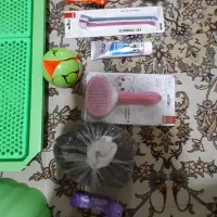 لوازم مورد نیاز پِت|لوازم جانبی حیوانات|کاشان, آیت الله سعیدی|دیوار