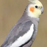 عروس هلندی گم شده