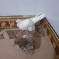 کبوتر