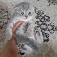 بچه گربه های اسکاتیش و بریتیش