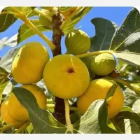 فروش نهال انجیر عسلی در پلدختر، بسته‌بندی مطمئن