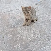 واگذاری بچه گربه