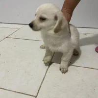 طوله سگ دوماهه|سگ|بندرعباس, |دیوار