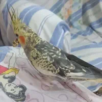 عروس هلندی گم شده