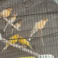 قناری سالم خوش رنگ|پرنده|بوشهر, |دیوار