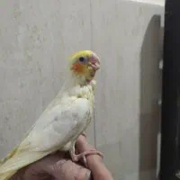 جوجه عروس هلندی نر شاه تخم|پرنده|پاکدشت, پاکدشت (مامازند)|دیوار