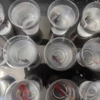 ماهی فایتر|ماهی|کرمان, |دیوار