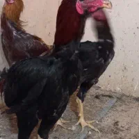 خروس لاری جوان|حیوانات مزرعه|رضویه, |دیوار