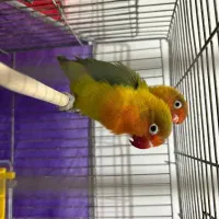 طوطی برزیلی|پرنده|سراب, |دیوار