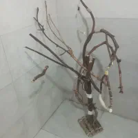درختچه پرنده