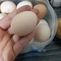 تخم مرغ گلین لری پاپر کاکلی گلین فول ریش