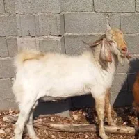 فروش پازن وبز