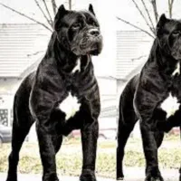 دوبرمن بلوطی کنکورسو شامپاینی و کنکورسو مشکی