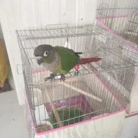 گرینچیک فول دستی|پرنده|بندرعباس, |دیوار