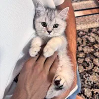 گربه اصالت دار و خالص از همه نژاد ها|گربه|قم, سراجه (۱۵ خرداد)|دیوار