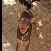 واگذاری سگ نگهبان|سگ|مشهد, پنجتن|دیوار