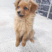 سگ پامرین روباهی