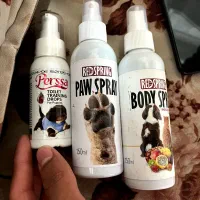 سگ پامرانین خانگی با شناسنامه|سگ|قائن, |دیوار