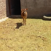 گوساله جرزی ماده