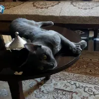گربه یک ساله نژاد راشن بلو