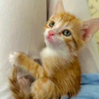 واگذاری|گربه|بجنورد, |دیوار