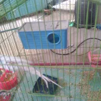 مرغ عشق|پرنده|بجنورد, |دیوار