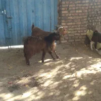 2عدد بز وبزغاله|حیوانات مزرعه|کاشمر, |دیوار