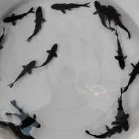 کوی بلک (سیاه)