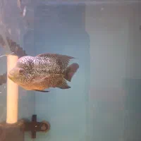 ماهی فلاور  پترن عالی سالم فروش فوری|ماهی|رشت, حمیدیان|دیوار