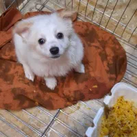 حیوان خانگی