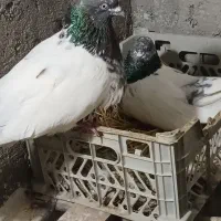 کفتر باشی سپه