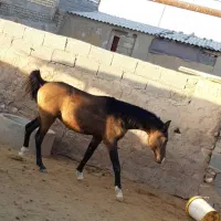 نریان دره شور خالص|حیوانات مزرعه|بیضا, |دیوار