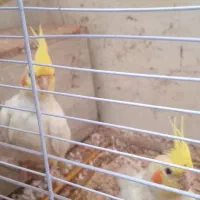 جوجه عروس هلندی|پرنده|تهران, نیلوفر|دیوار