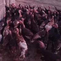 بوقلمون برنزه و بربون