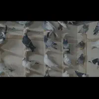 ۸۰تا کفتر جنگده شب روز ندارن همه پلاکی ابلغ|پرنده|مشهد, توس (بلوار توس)|دیوار