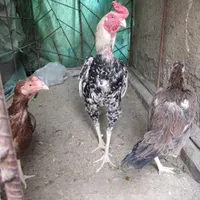 مرغ و خروس نسل دار
