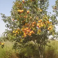 میوه خرمالو  سر درختی|خوردنی و آشامیدنی|گالیکش, |دیوار