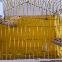 قناری پرتقالی|پرنده|بم, |دیوار