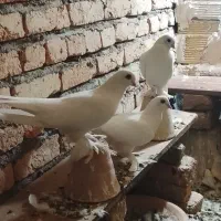 کبوتر