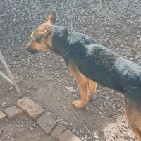 سگ ژرمن اصل شناسنامه دار