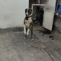 واگذاری سگ نگهبان|سگ|مشهد, حسابی جنوبی (شهرک غرب)|دیوار