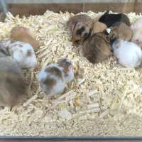 همستر بازیگوش و وسایل