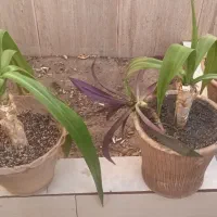 گل زیبای  زینتی در گلدان سالم