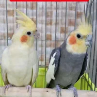 عروس هلندی ، جفت ، جوجه و تک بالغ