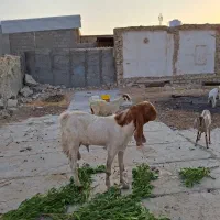 دو پازن پا کستانی ویک بز درجه یک آدرس کاکی|حیوانات مزرعه|بوشهر, |دیوار