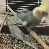 عروس هلندی مولد|پرنده|قرچک, داوود آباد|دیوار