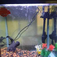 ماهی اوسکار