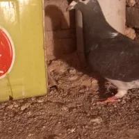 کفتر المانی